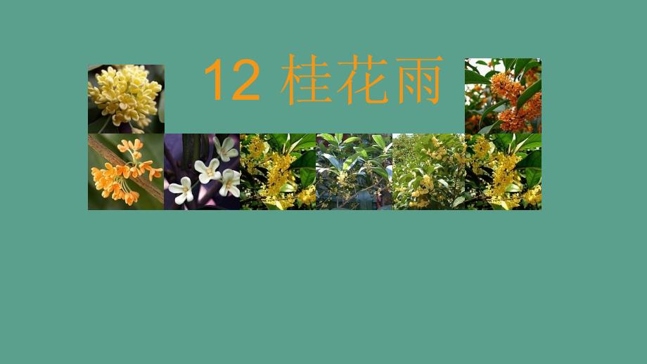 四年级上语文12桂花雨苏教版ppt课件_第1页