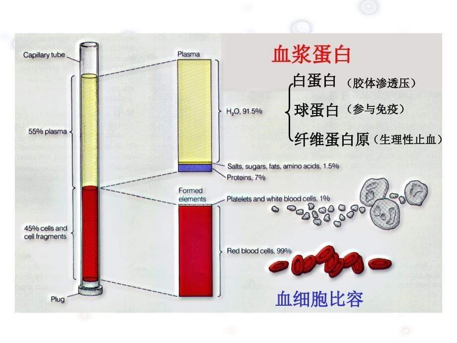 生理学课件：第三章 血液_第5页