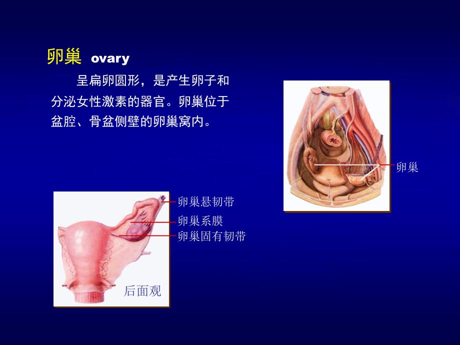 女性盆腔断层解剖_第3页