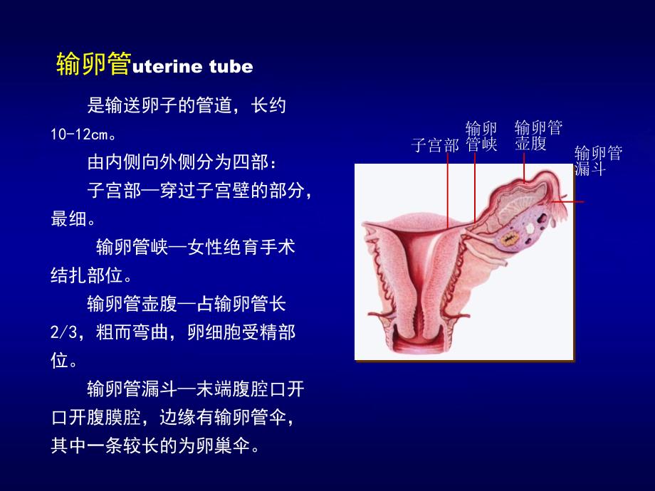 女性盆腔断层解剖_第4页