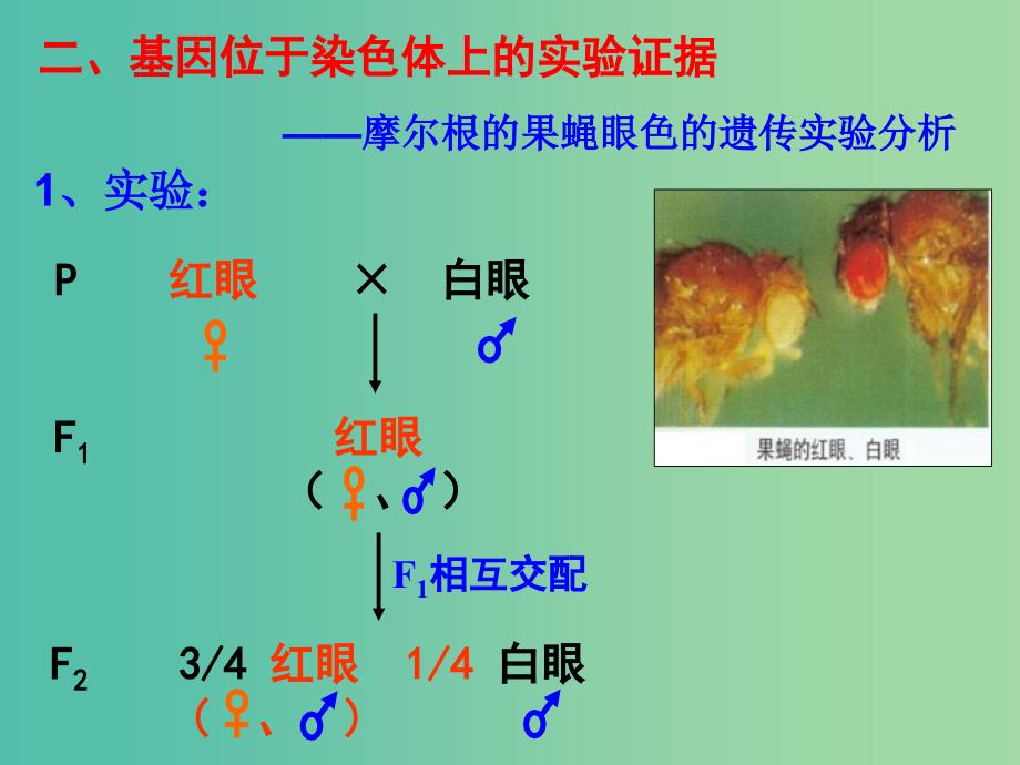 高中生物《2.2 基因在染色体上》课件1 新人教版必修2 .ppt_第4页