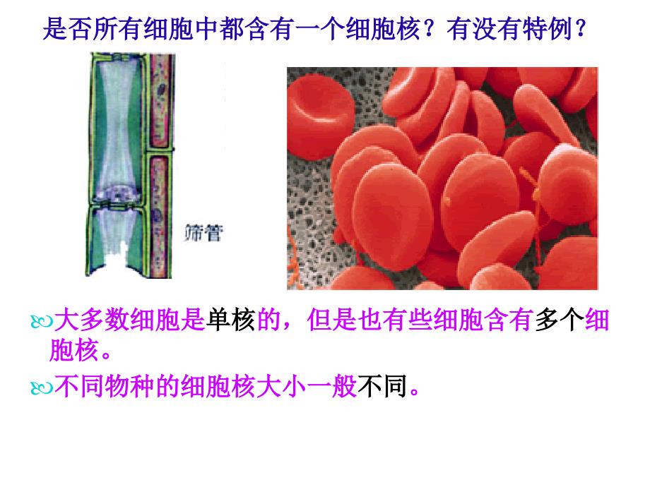 z第三章第三节细胞核系统的制中心_第2页