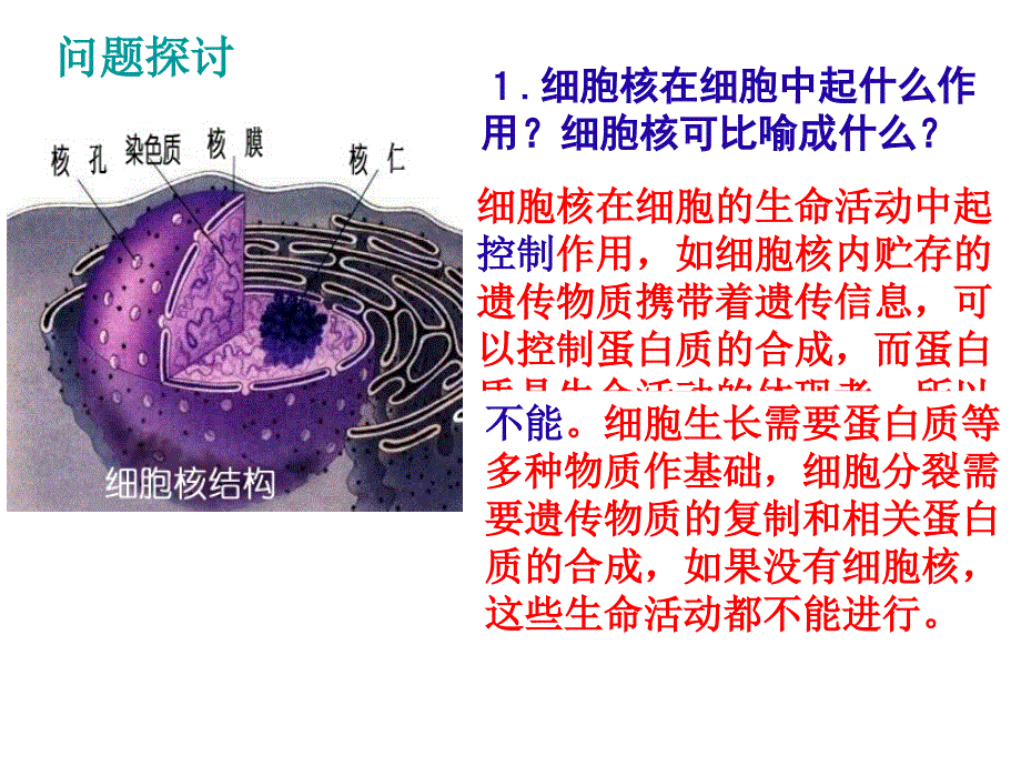 z第三章第三节细胞核系统的制中心_第3页