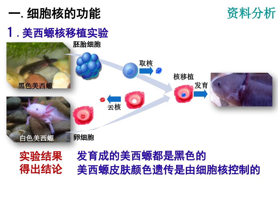 z第三章第三节细胞核系统的制中心_第4页