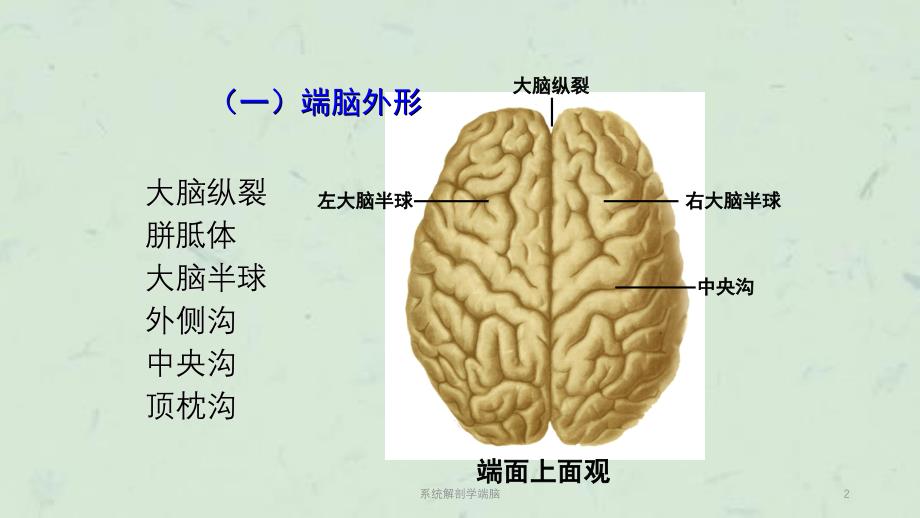 系统解剖学端脑课件_第2页