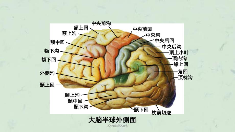 系统解剖学端脑课件_第3页