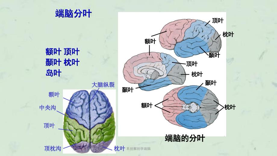 系统解剖学端脑课件_第4页