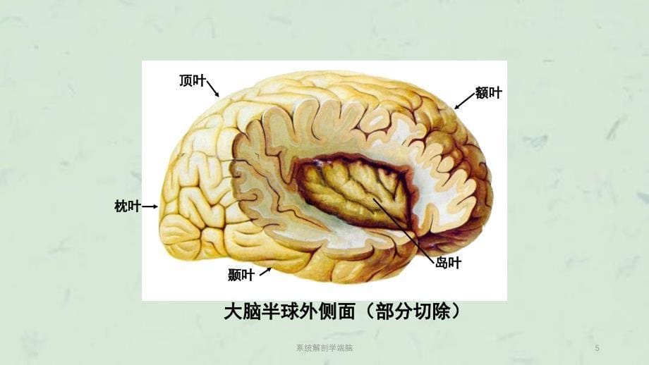 系统解剖学端脑课件_第5页