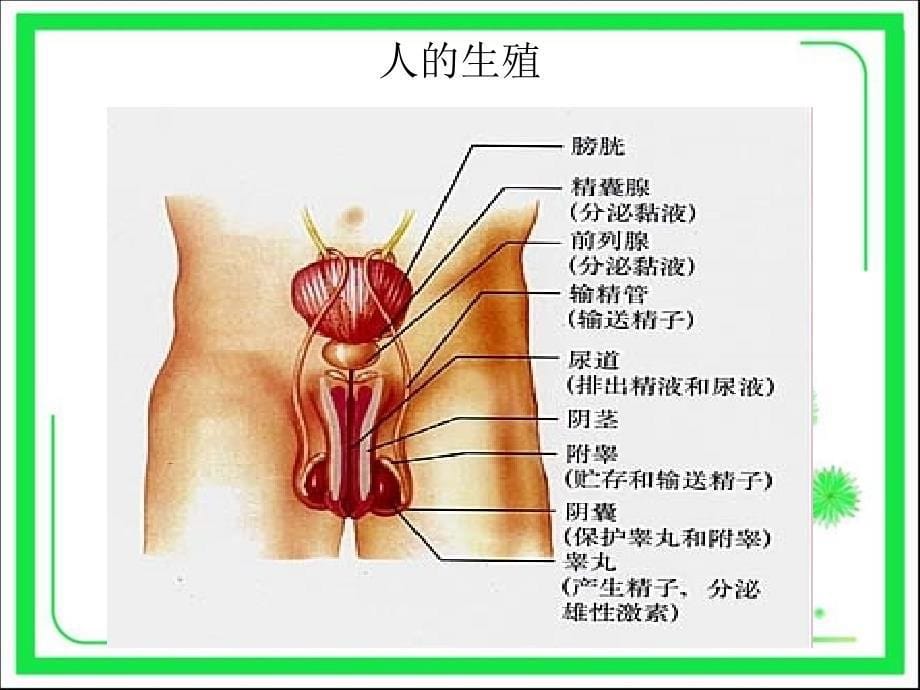 人教版七年级生物下册期中复习课件_第5页