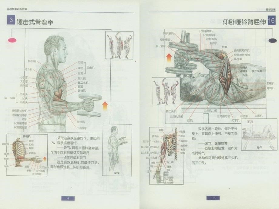 办公室一族哑铃腹肌健身解ppt课件_第5页