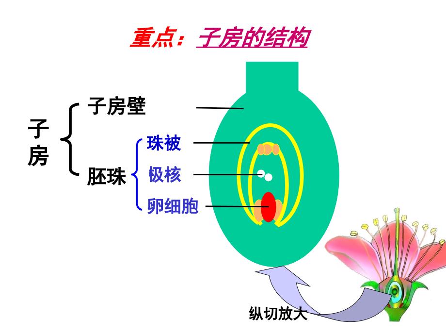 植物的有性生殖_第4页