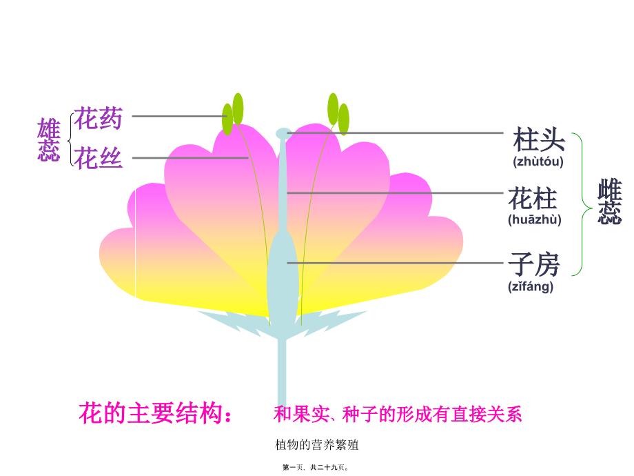 植物的营养繁殖课件_第1页