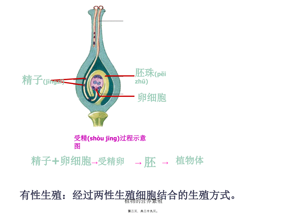 植物的营养繁殖课件_第2页