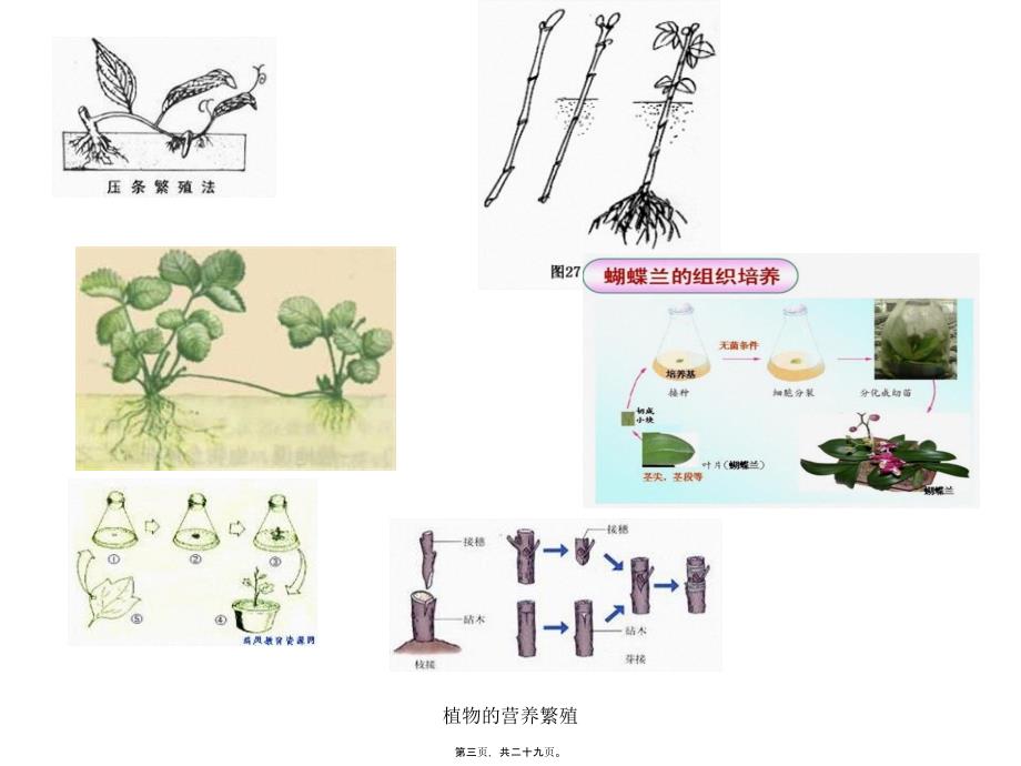 植物的营养繁殖课件_第3页