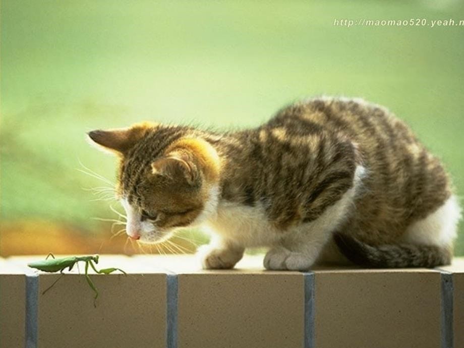 《猫》老舍第一课时_第5页