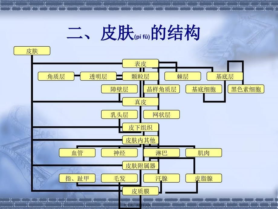 皮肤基础知识-课件_第5页