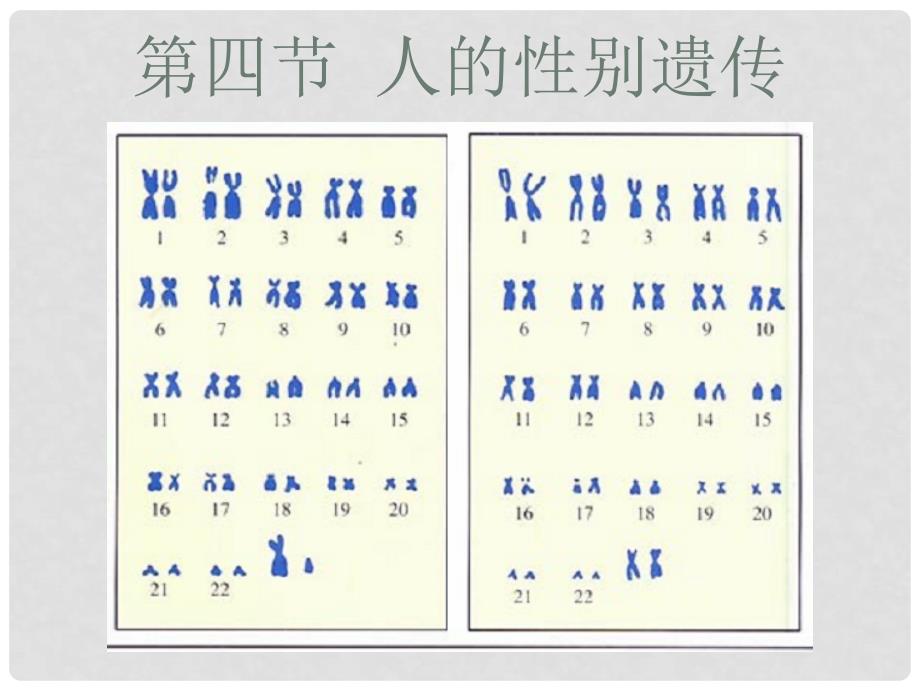 内蒙古乌兰浩特市第十二中学八年级生物下册《第七单元 第二章 第4节 人的性别遗传》课件 新人教版_第2页