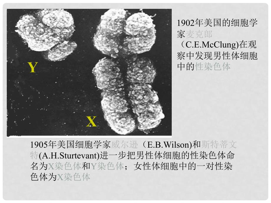 内蒙古乌兰浩特市第十二中学八年级生物下册《第七单元 第二章 第4节 人的性别遗传》课件 新人教版_第4页