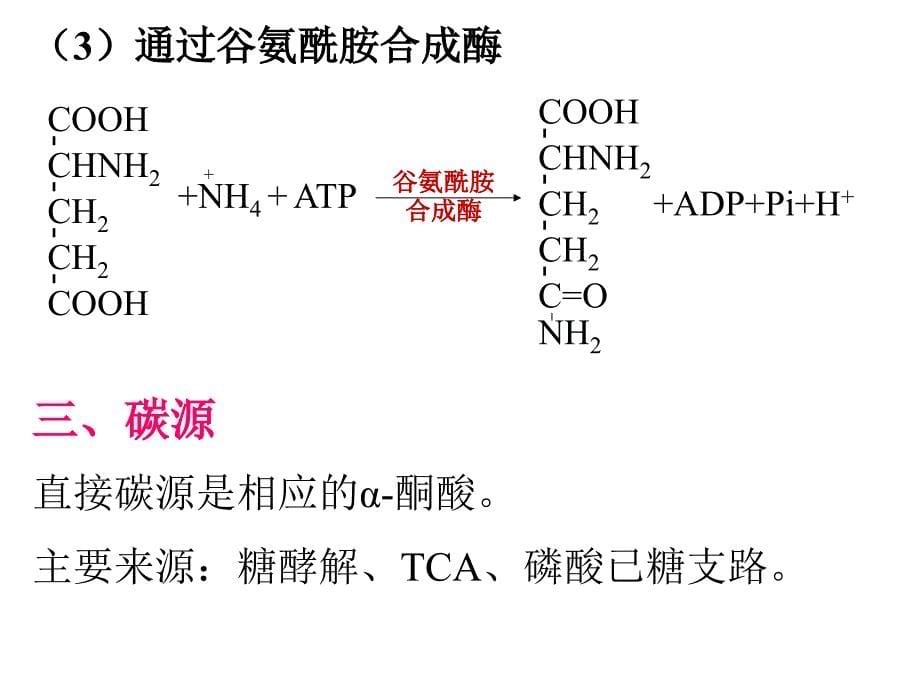 氨基酸及其重要衍生物的生物合成_第5页