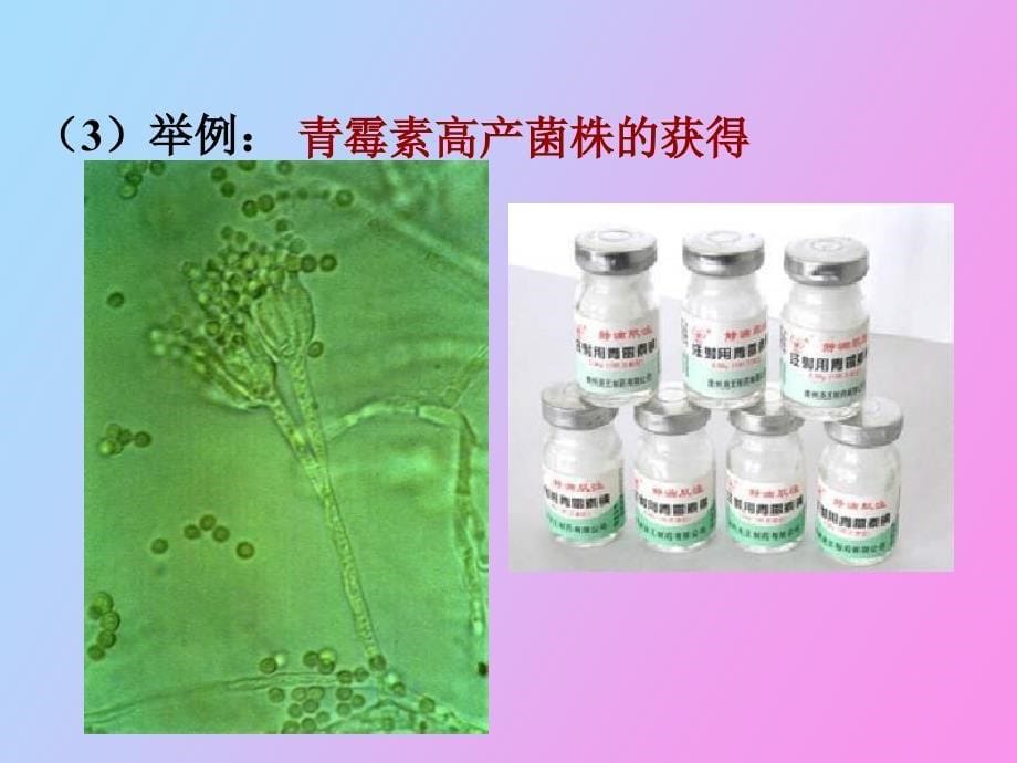 高一生物优良品种的培育和繁殖_第5页