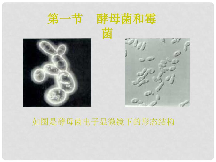 八年级生物上册 第五单元 第二章 第一节 酵母菌和霉菌课件 冀少版_第1页