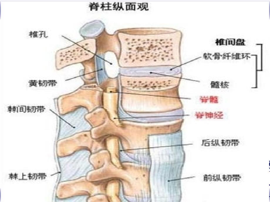 腰椎间盘突出症的护理_第4页