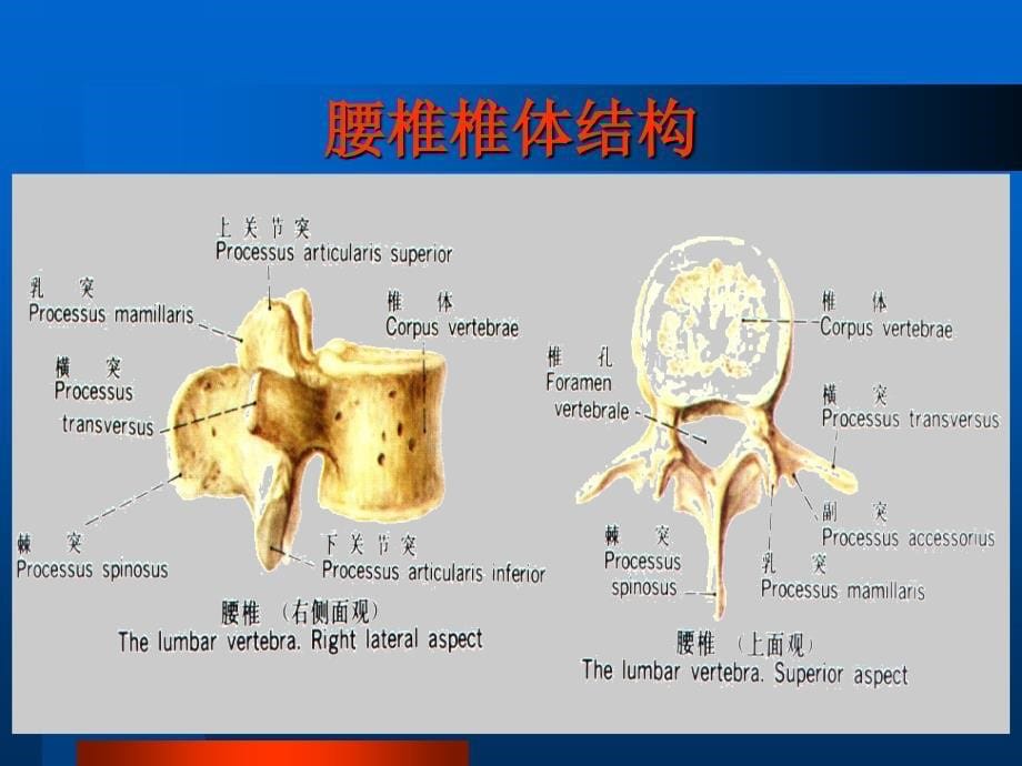 基层医生课件-骨关节篇_第5页