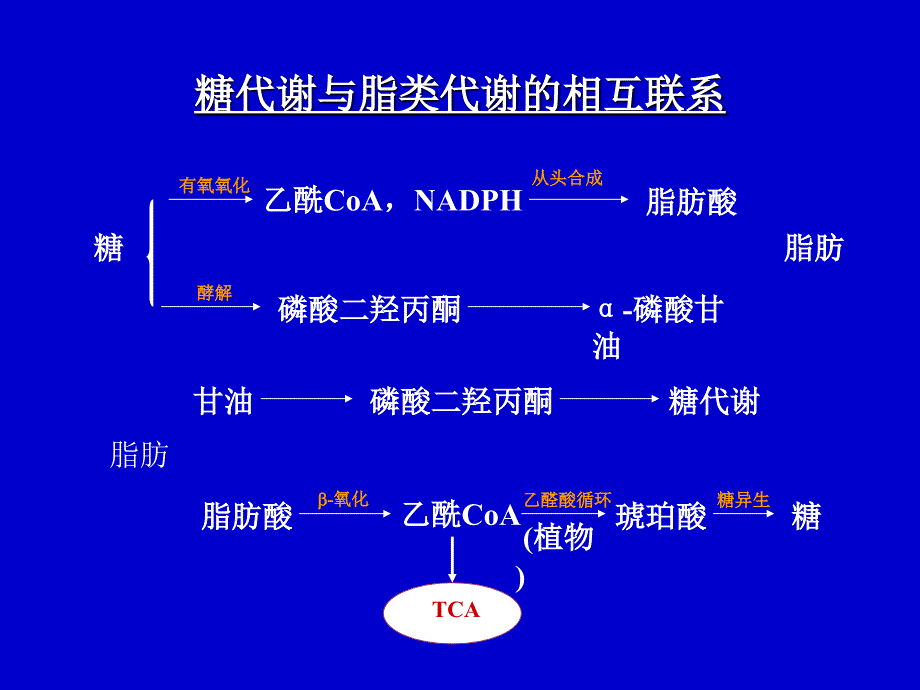 物质代谢的调节与控制_第3页