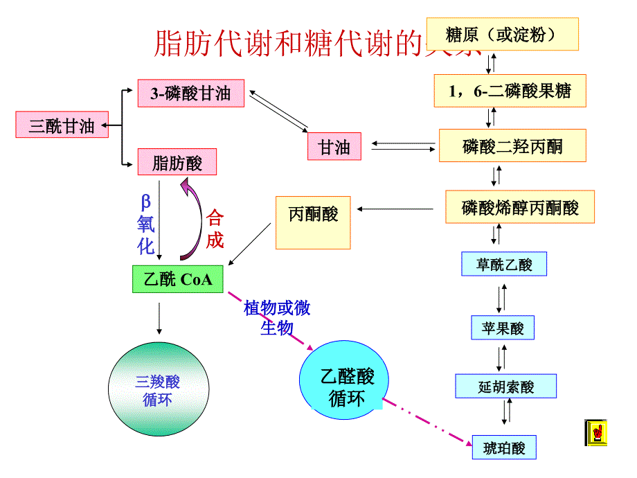 物质代谢的调节与控制_第4页