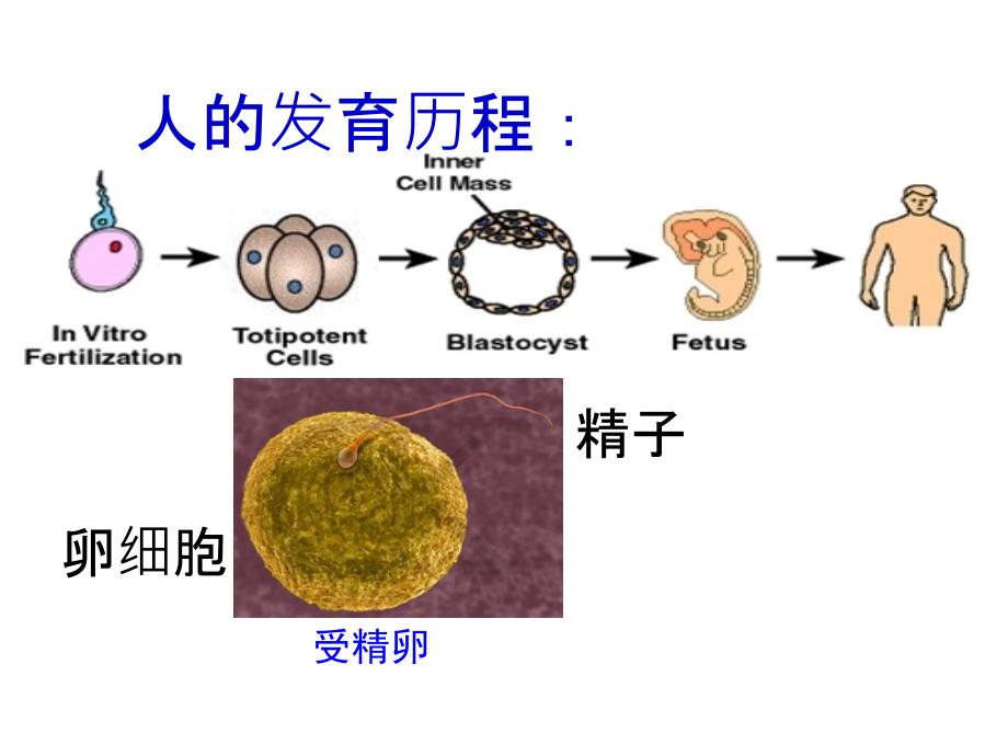 21减数分裂和受精作用 (2)_第2页