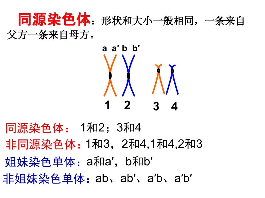 21减数分裂和受精作用 (2)_第3页