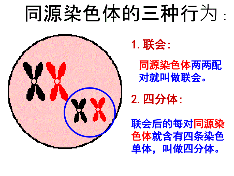 21减数分裂和受精作用 (2)_第4页