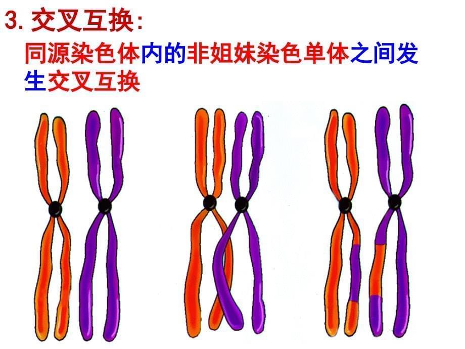 21减数分裂和受精作用 (2)_第5页