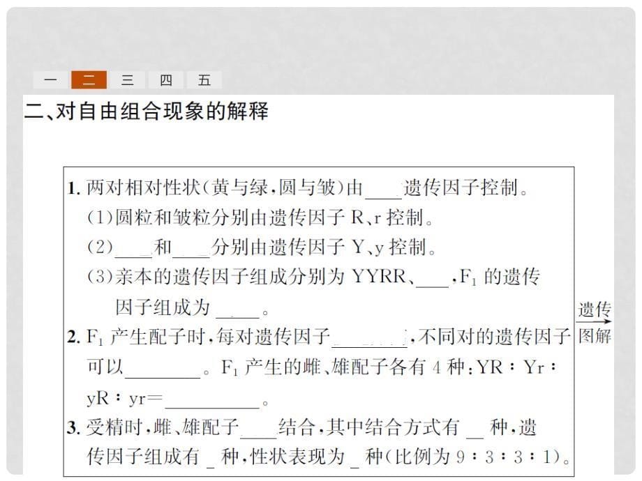 高中生物 1.2 孟德尔的豌豆杂交实验（二）课件 新人教版必修2_第5页
