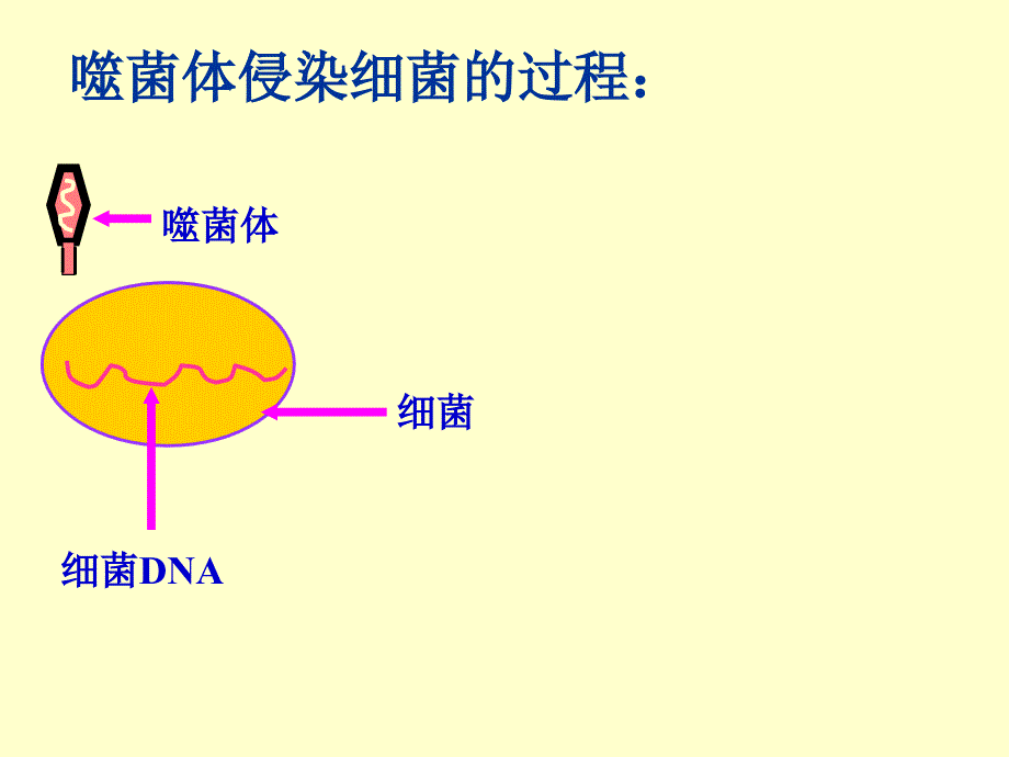 遗传的物质基础课件_第4页