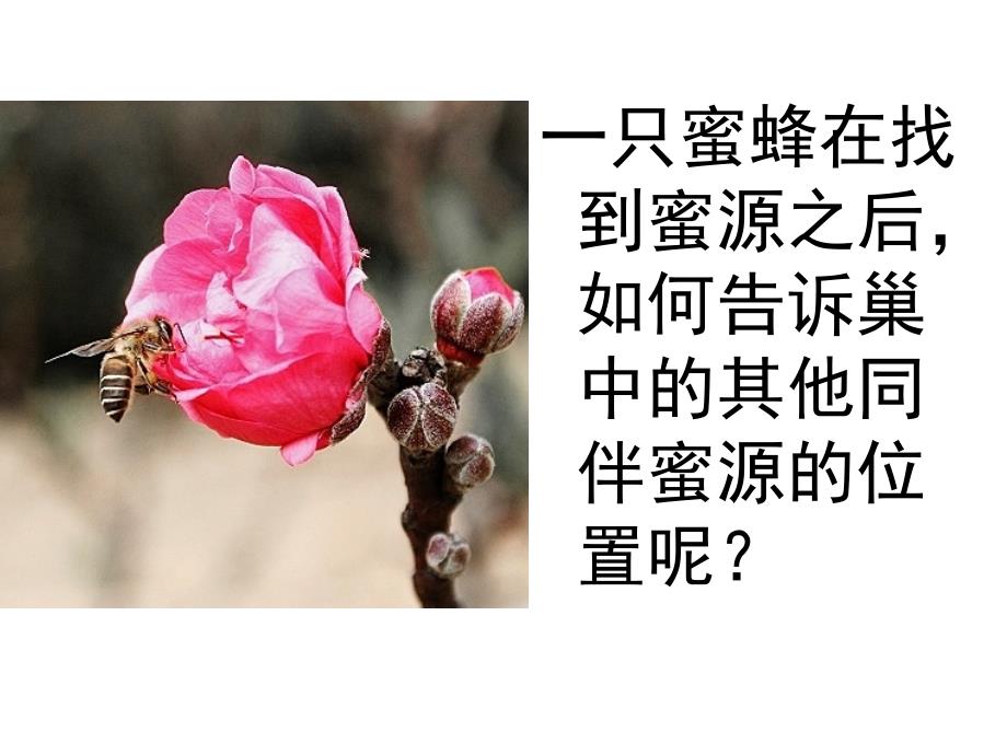 生态系统的信息传递.ppt_第4页