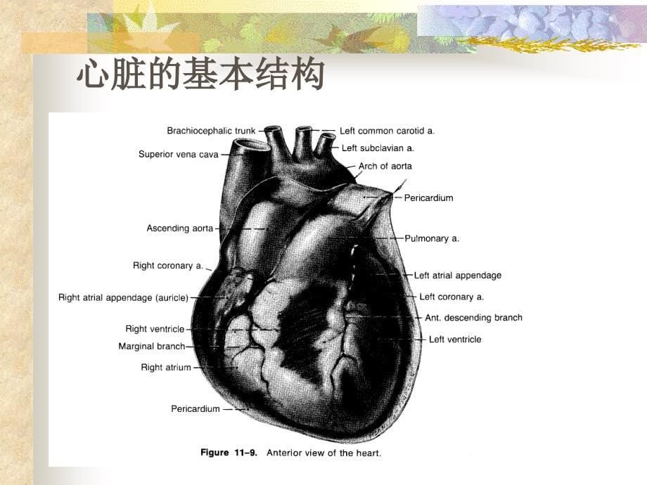 第四章血液循环讲解_第5页