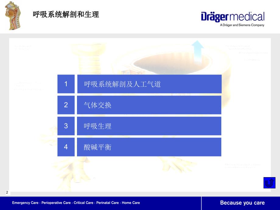 呼吸系统解剖及生理.ppt_第2页