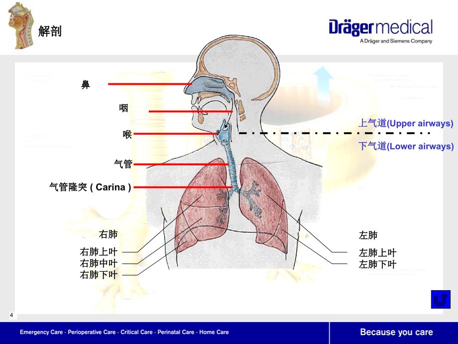 呼吸系统解剖及生理.ppt_第4页