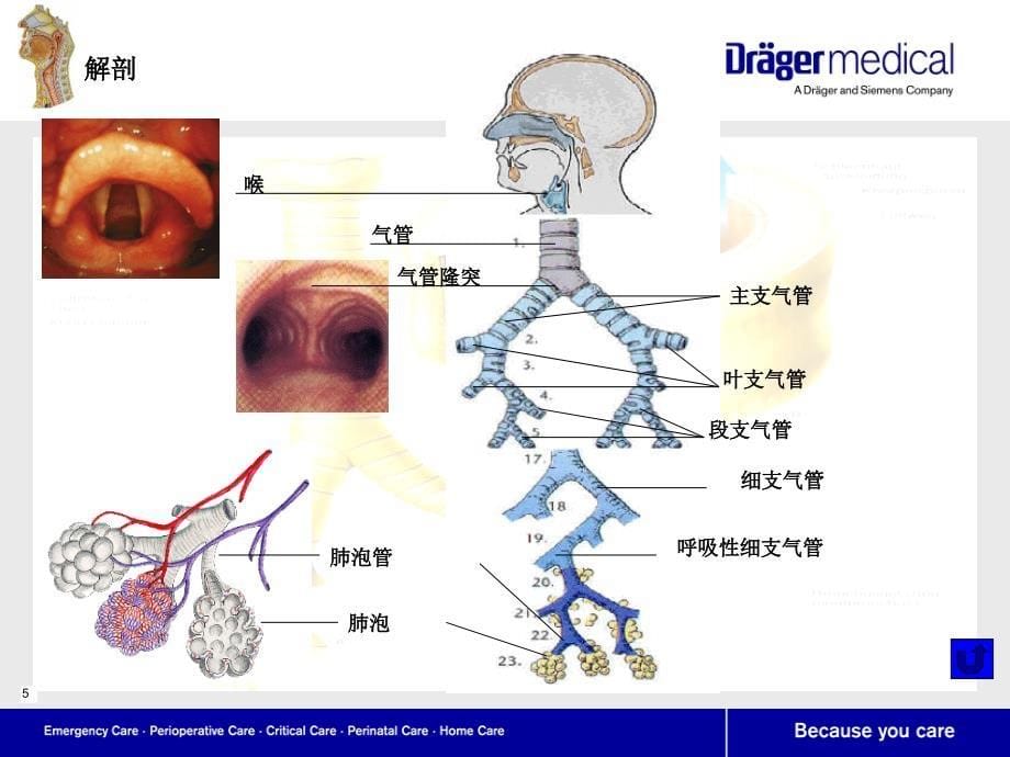 呼吸系统解剖及生理.ppt_第5页