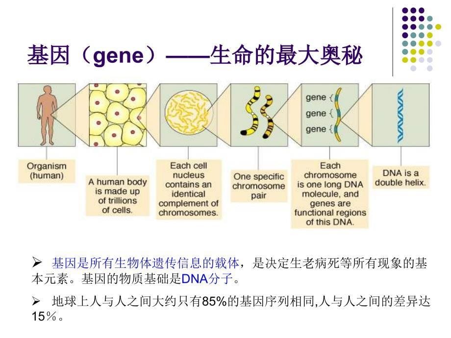 基因检测幻灯片_第5页