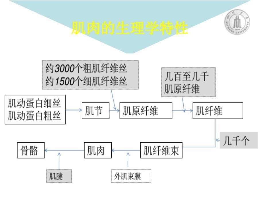 骨骼肌肉的生物力学_第5页