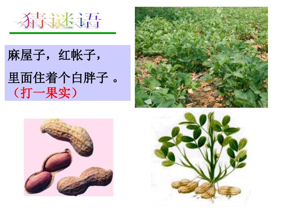 被子植物的有性生殖[最新]_第2页