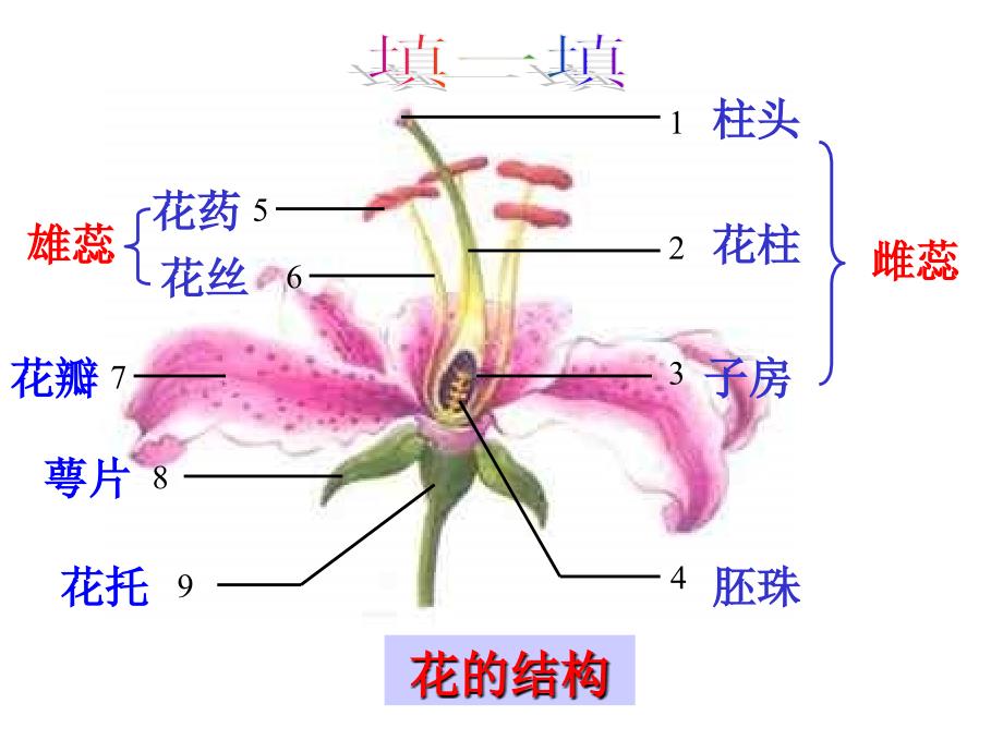 被子植物的有性生殖[最新]_第4页