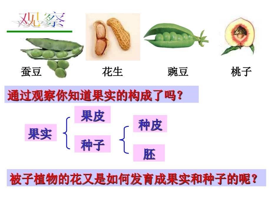 被子植物的有性生殖[最新]_第5页