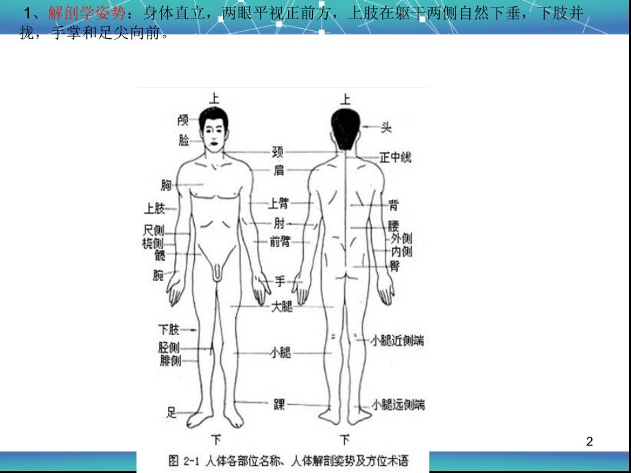 常见体表标志_第2页