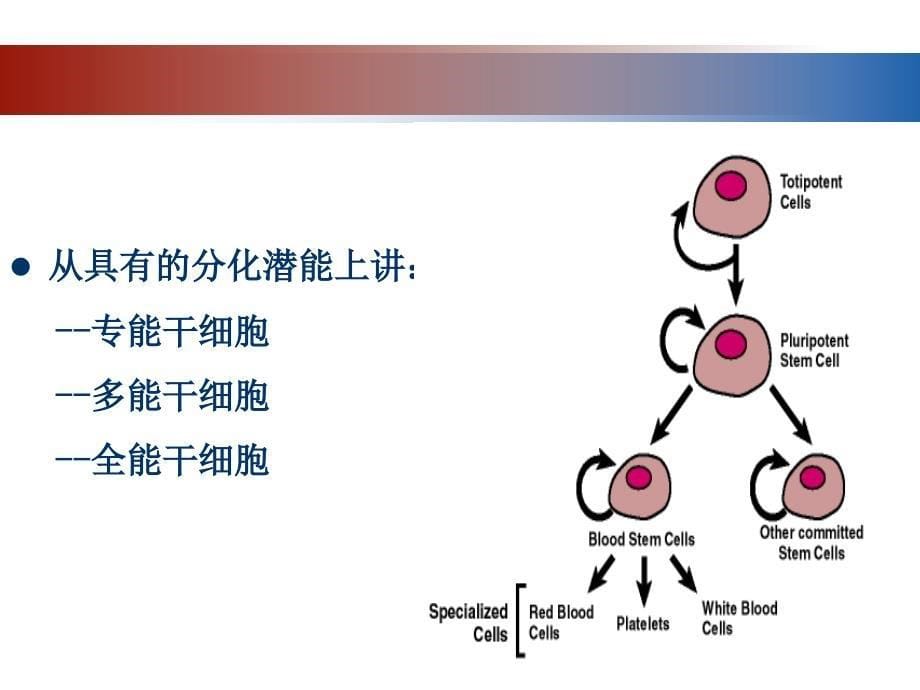 细胞工程7胚胎干细胞培养课件_第5页