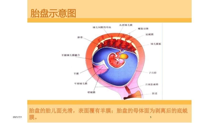 胎盘异常的超声检查_第5页