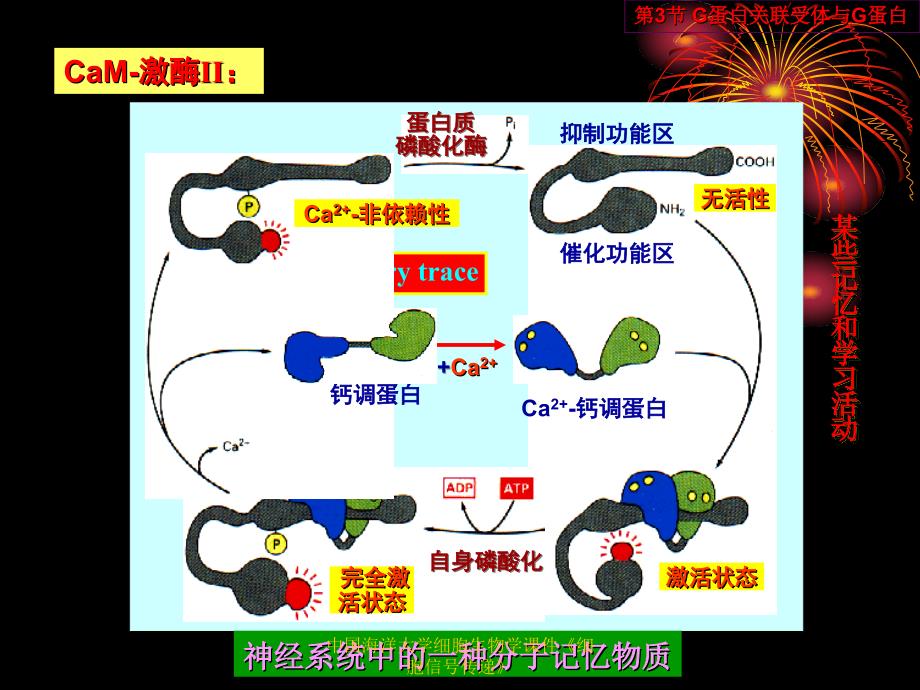 中国海洋大学细胞生物学课件细胞信号传递_第1页