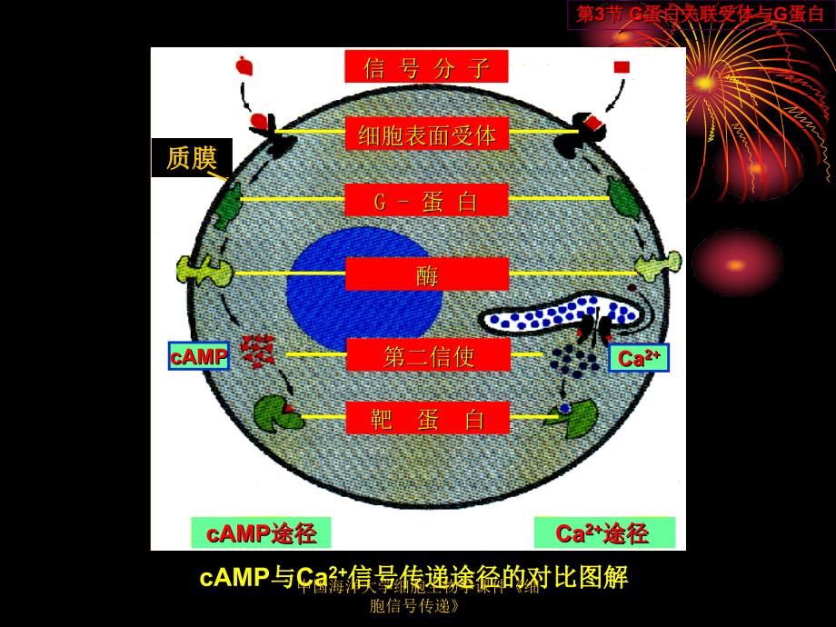 中国海洋大学细胞生物学课件细胞信号传递_第2页